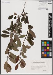 Foto von Salix aurita L.
